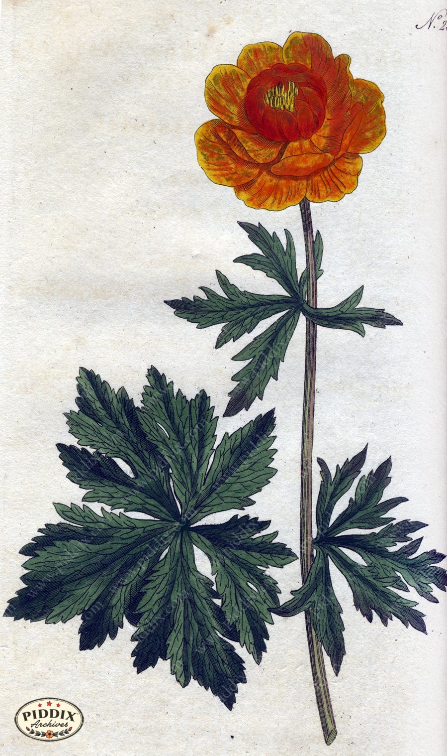 Flowers Pdxc1764 Color Illustration
