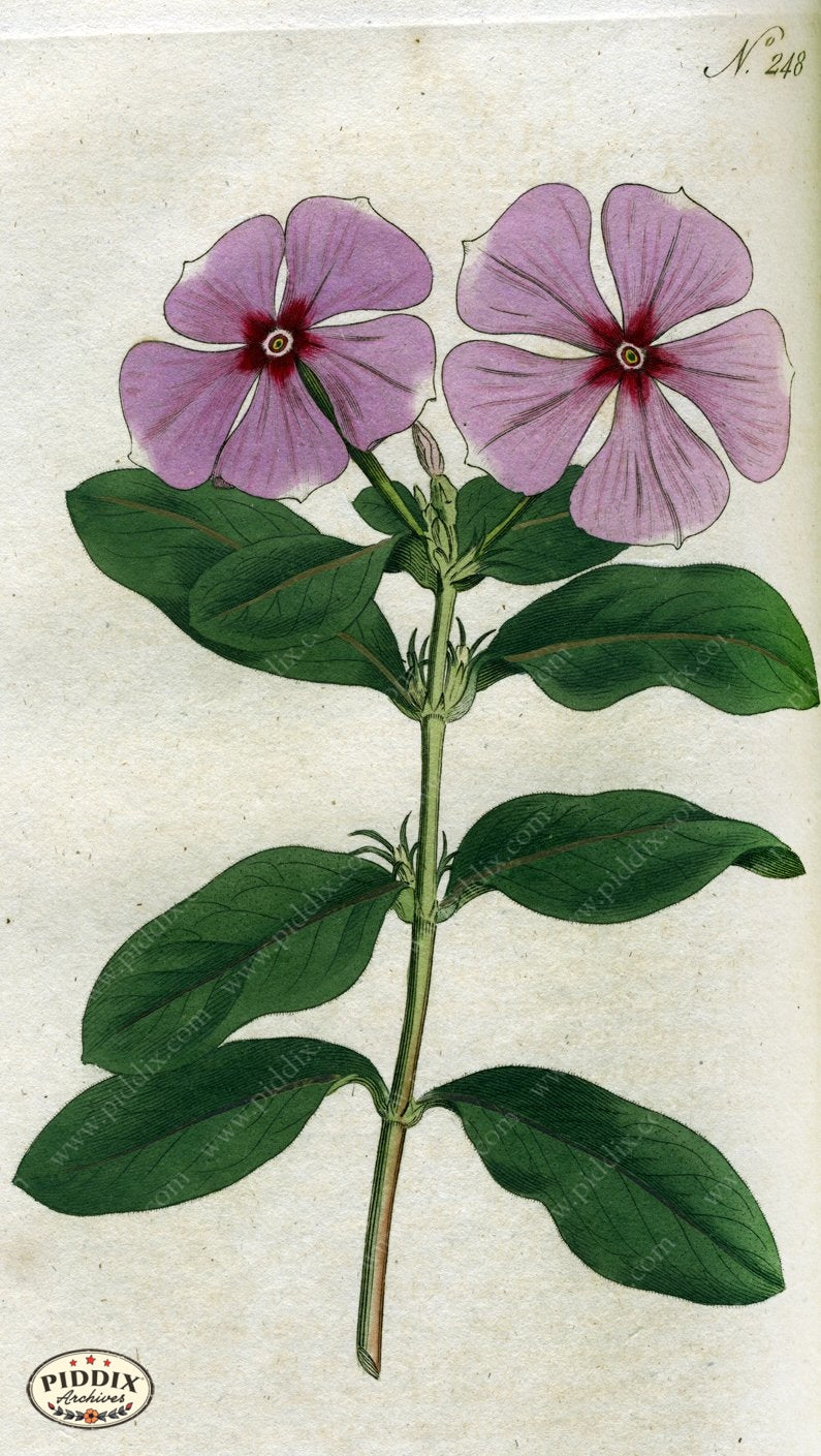 Flowers Pdxc1765 Color Illustration
