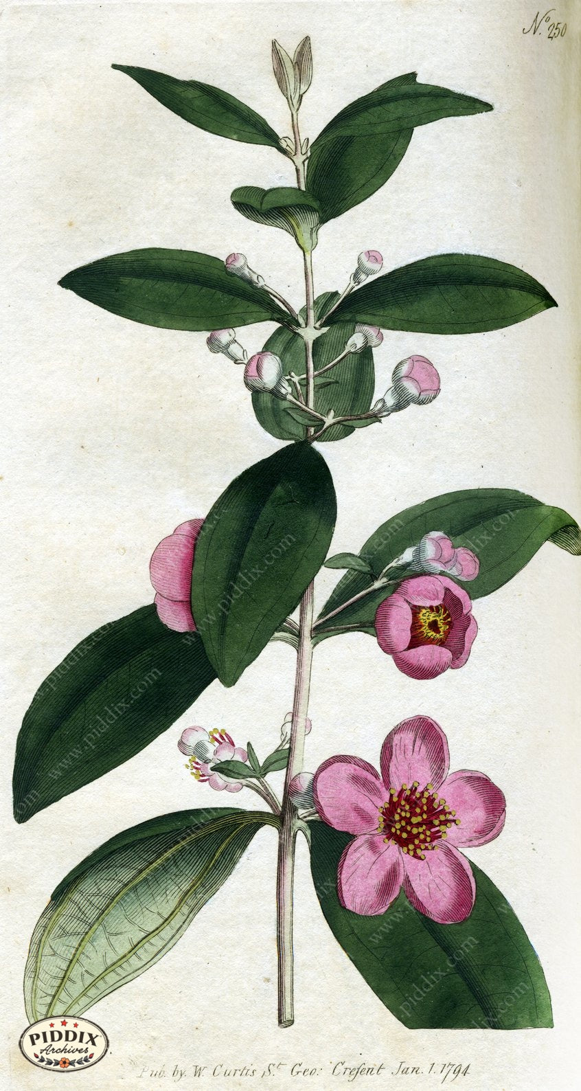Flowers Pdxc1766 Color Illustration