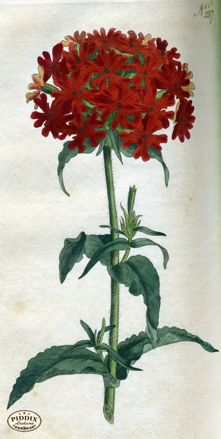 Flowers Pdxc1767 Color Illustration