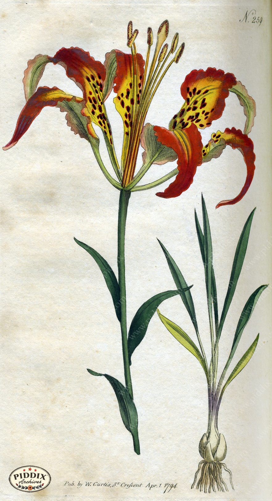 Flowers Pdxc1768 Color Illustration