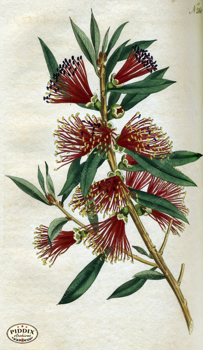 Flowers Pdxc1769 Color Illustration