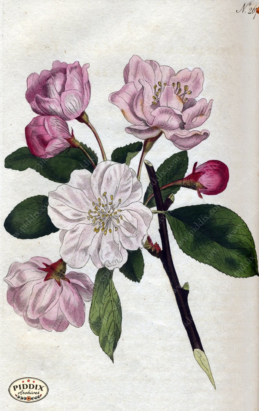 Flowers Pdxc1770 Color Illustration