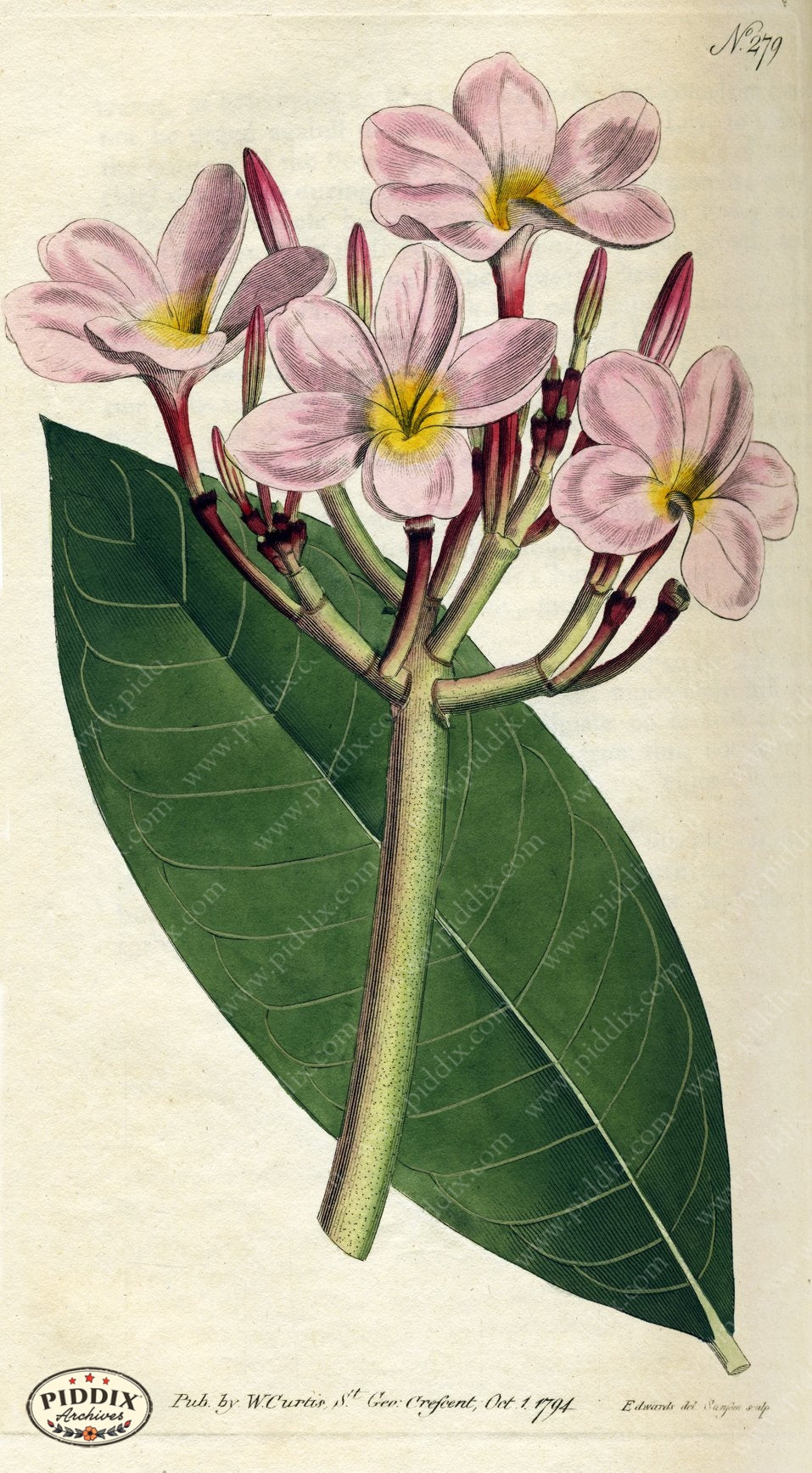 Flowers Pdxc1771 Color Illustration