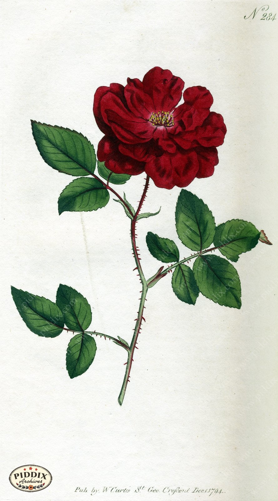 Flowers Pdxc1772 Color Illustration