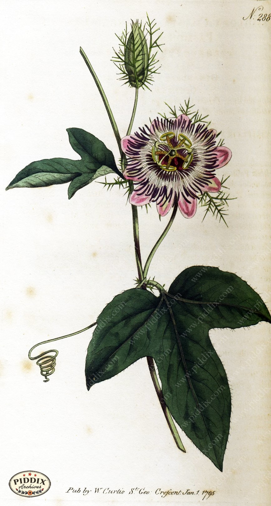 Flowers Pdxc1773 Color Illustration