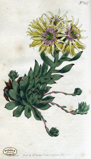 Flowers Pdxc1774 Color Illustration