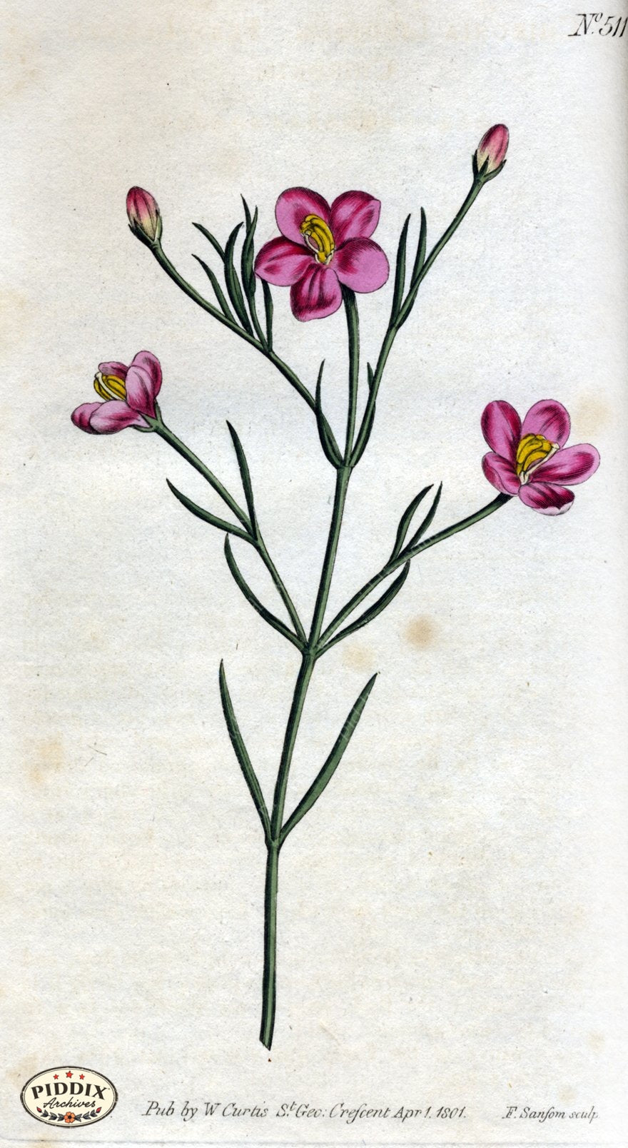 Flowers Pdxc1775 Color Illustration