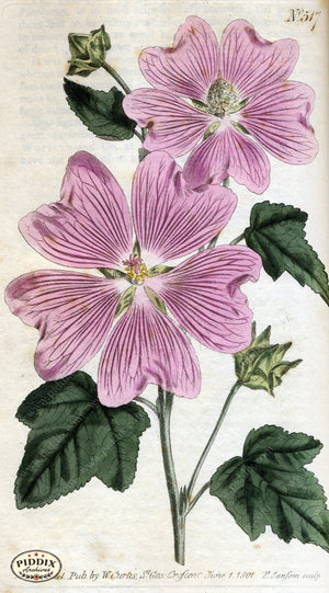 Flowers Pdxc1776 Color Illustration