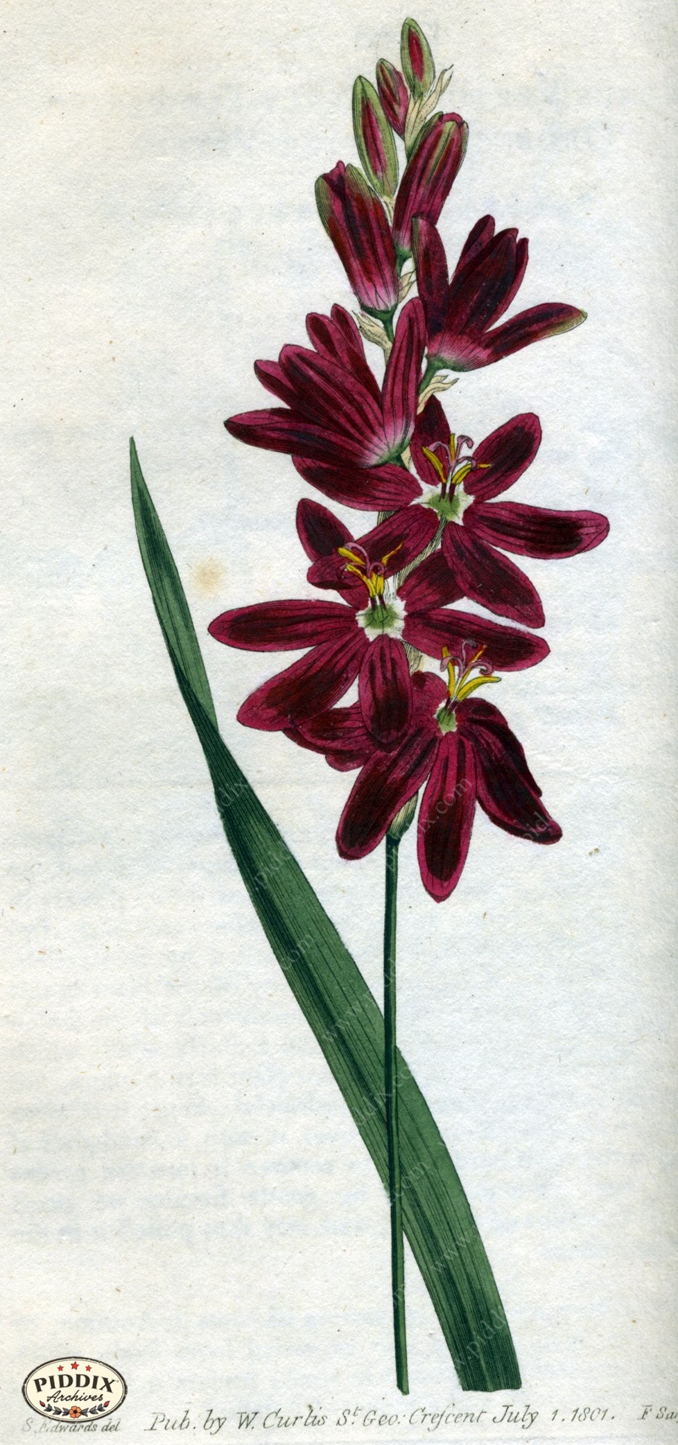 Flowers Pdxc1777 Color Illustration