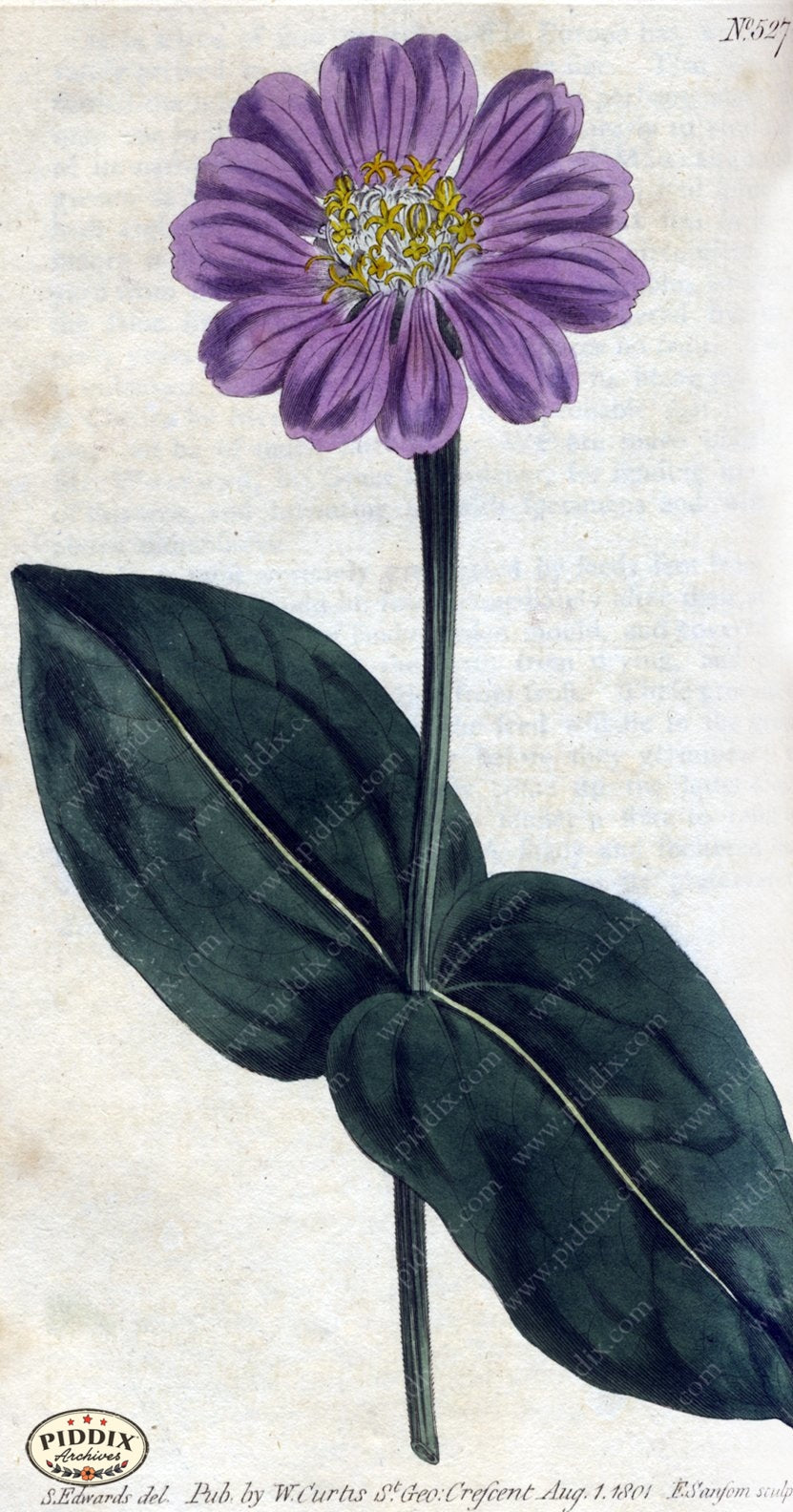Flowers Pdxc1778 Color Illustration