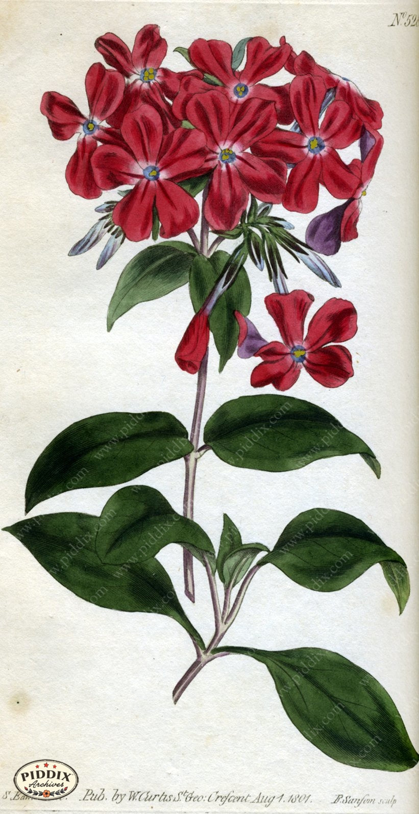 Flowers Pdxc1779 Color Illustration