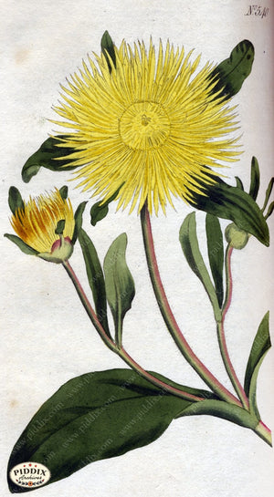 Flowers Pdxc1780 Color Illustration