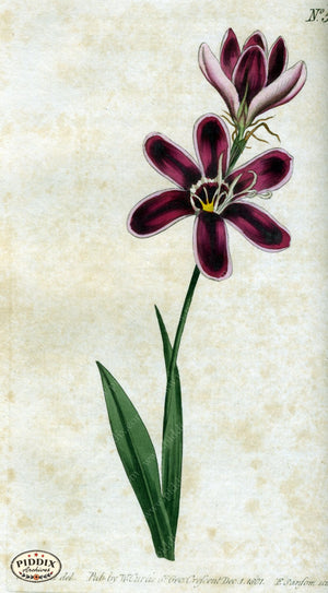 Flowers Pdxc1781 Color Illustration