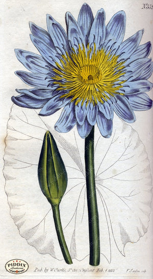 Flowers Pdxc1782 Color Illustration