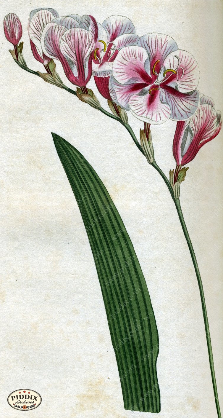 Flowers Pdxc1783 Color Illustration