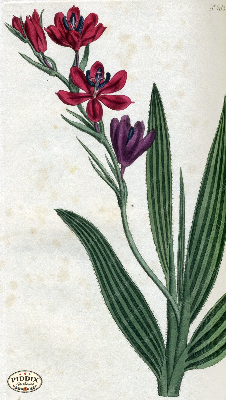 Flowers Pdxc1784 Color Illustration