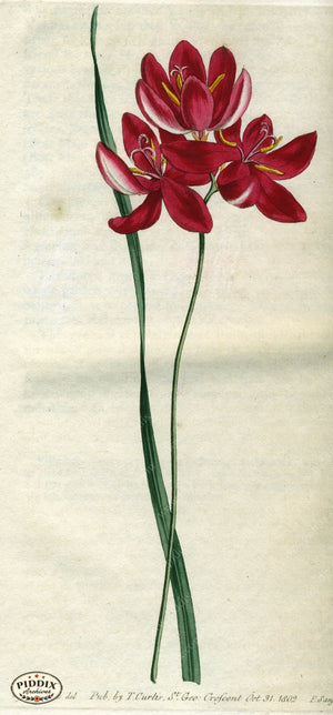 Flowers Pdxc1785 Color Illustration