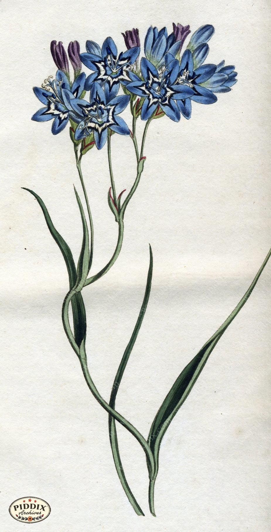 Flowers Pdxc1786 Color Illustration