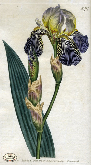 Flowers Pdxc1787 Color Illustration