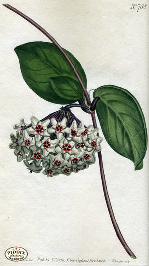 Flowers Pdxc1788 Color Illustration