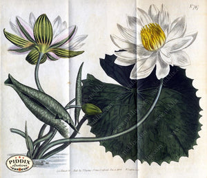 Flowers Pdxc1789 Color Illustration