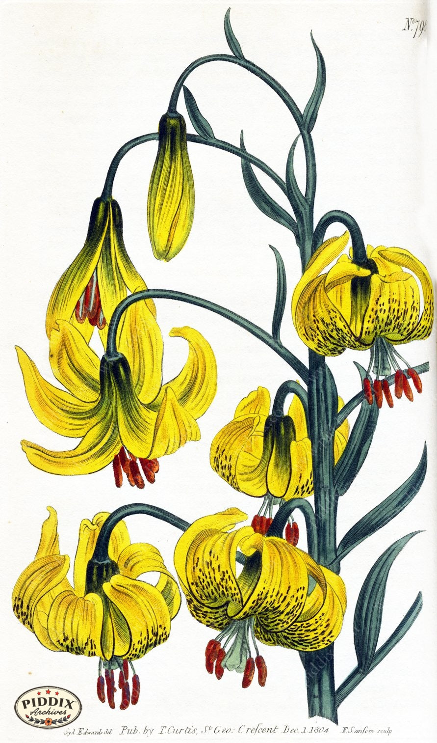 Flowers Pdxc1790 Color Illustration