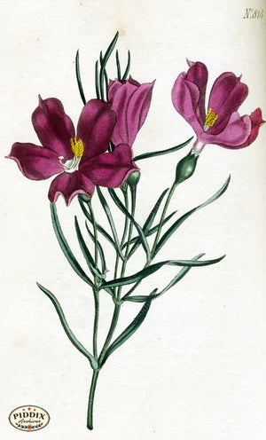 Flowers Pdxc1791 Color Illustration