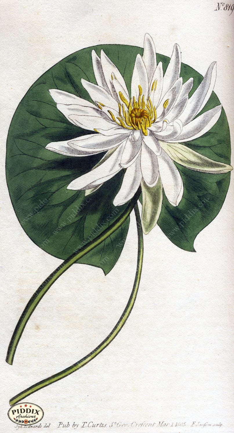 Flowers Pdxc1792 Color Illustration