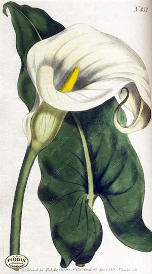 Flowers Pdxc1793 Color Illustration