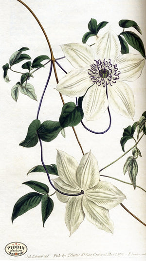 Flowers Pdxc1794 Color Illustration