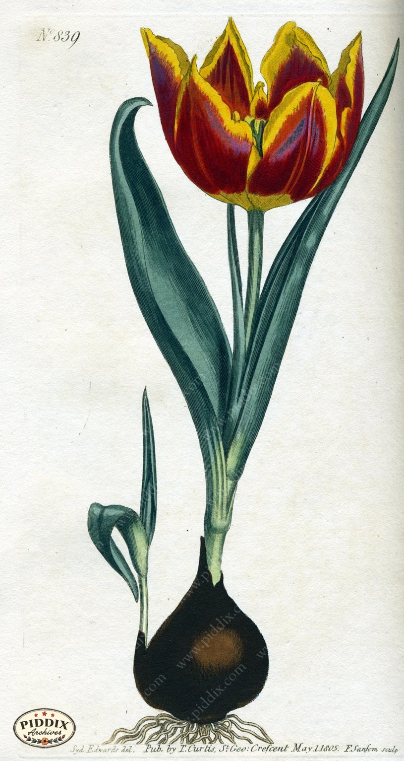 Flowers Pdxc1795 Color Illustration