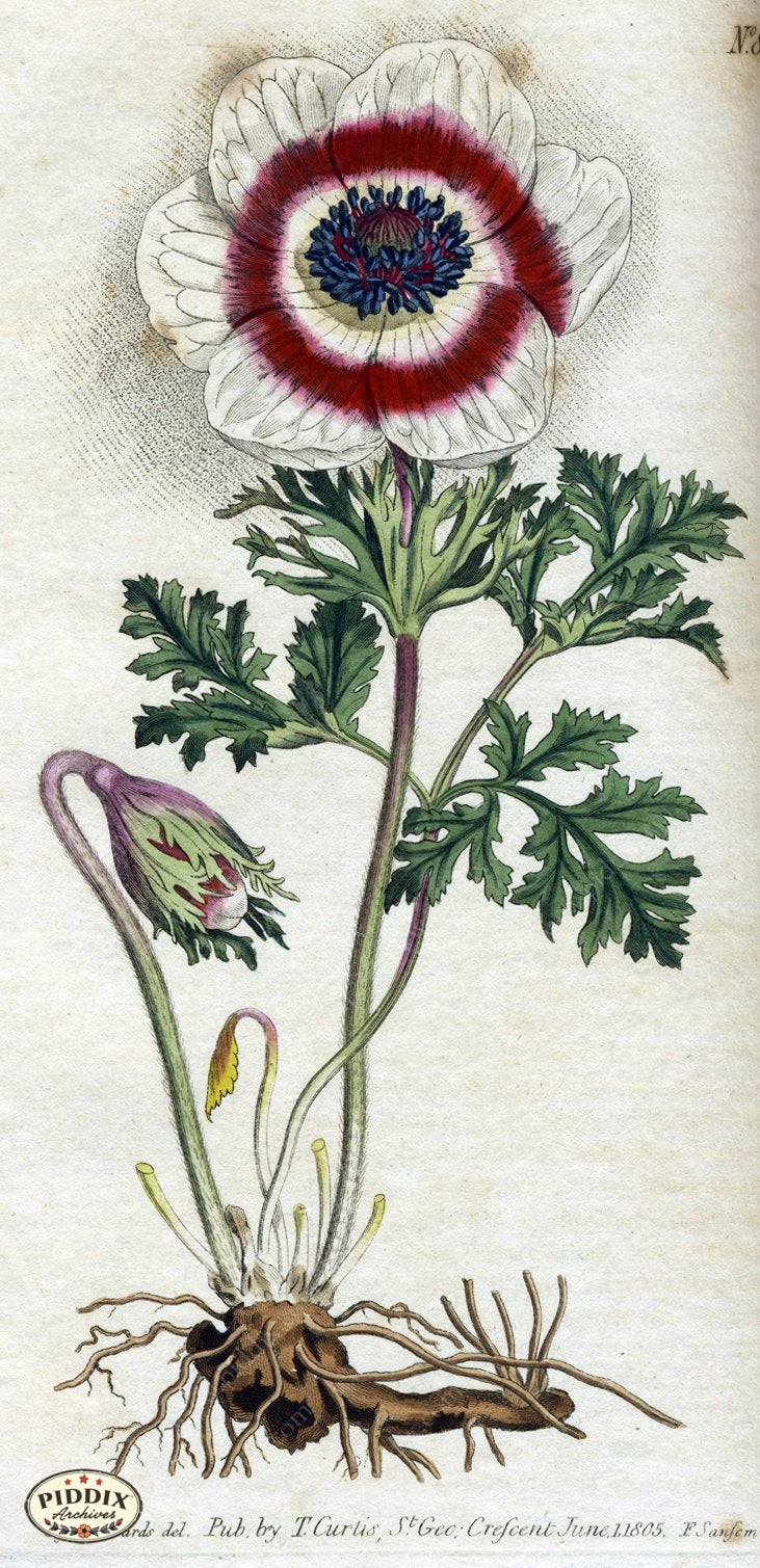Flowers Pdxc1796 Color Illustration