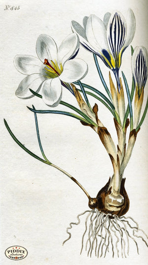 Flowers Pdxc1797 Color Illustration