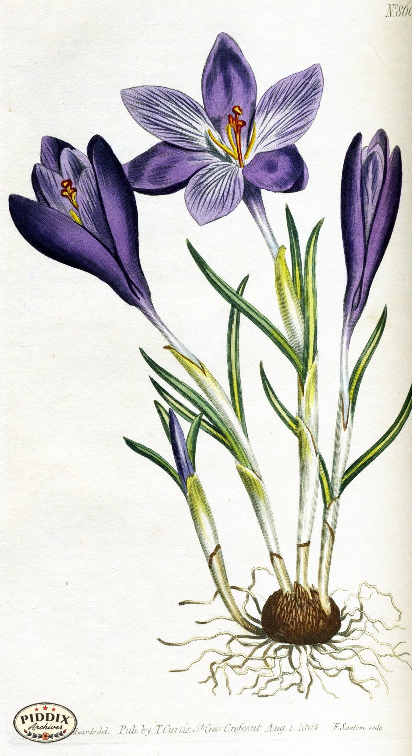 Flowers Pdxc1798 Color Illustration