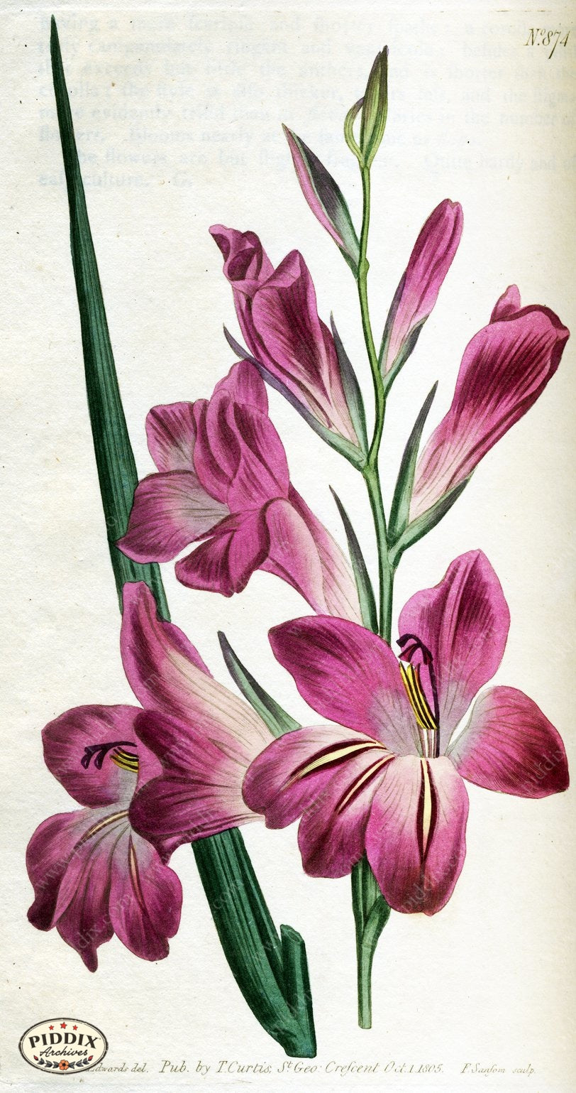 Flowers Pdxc1799 Color Illustration