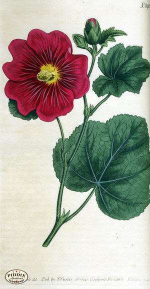 Flowers Pdxc1803 Color Illustration