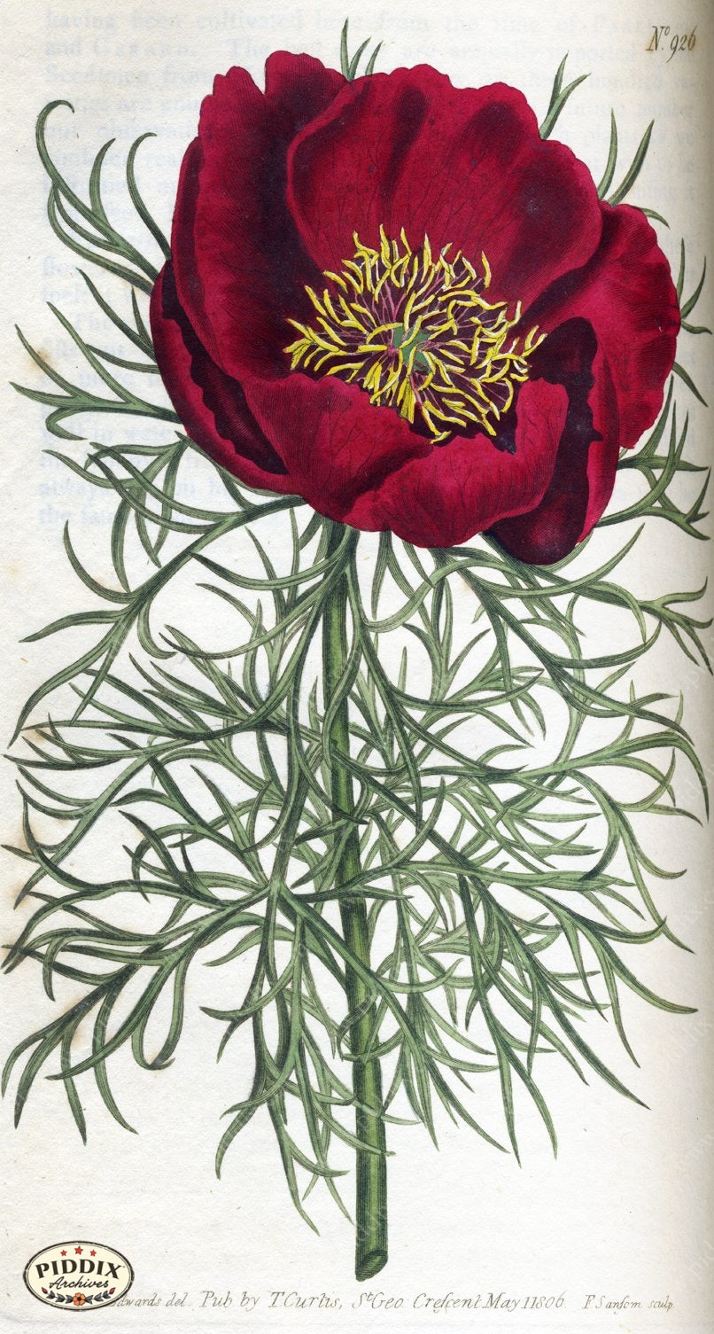 Flowers Pdxc1806 Color Illustration