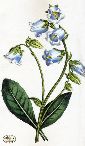 Flowers Pdxc1810 Color Illustration