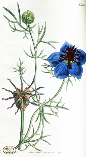 Flowers Pdxc1811 Color Illustration