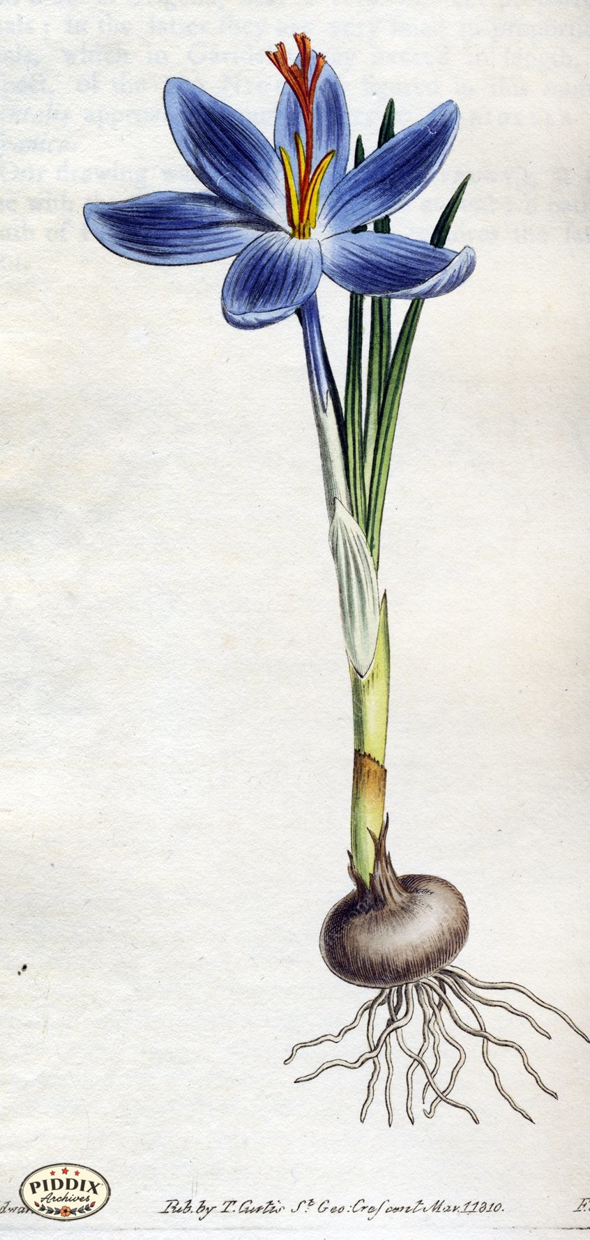 Flowers Pdxc1812 Color Illustration