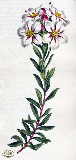 Flowers Pdxc1813 Color Illustration