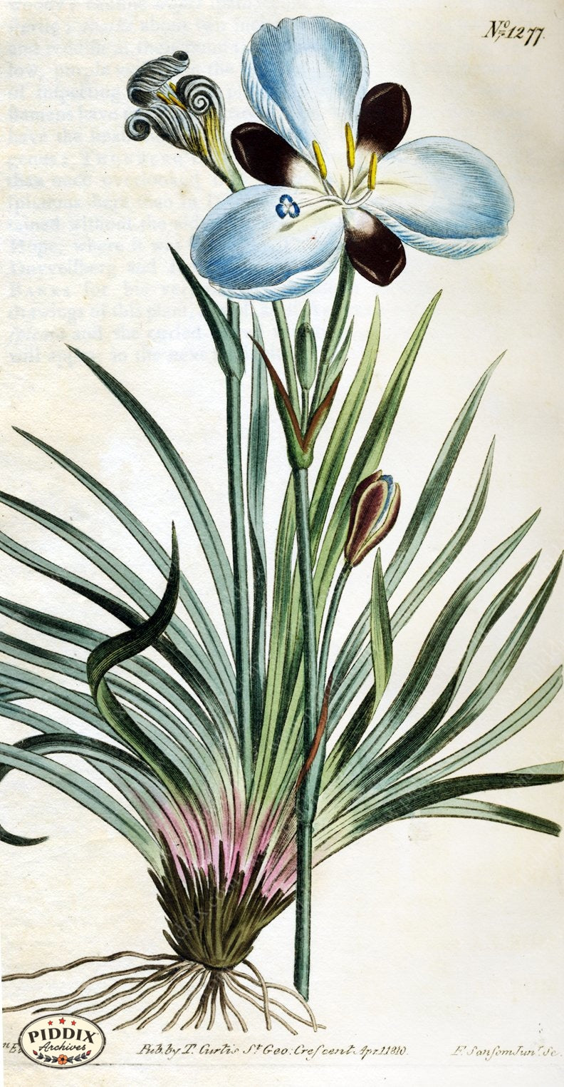 Flowers Pdxc1814 Color Illustration