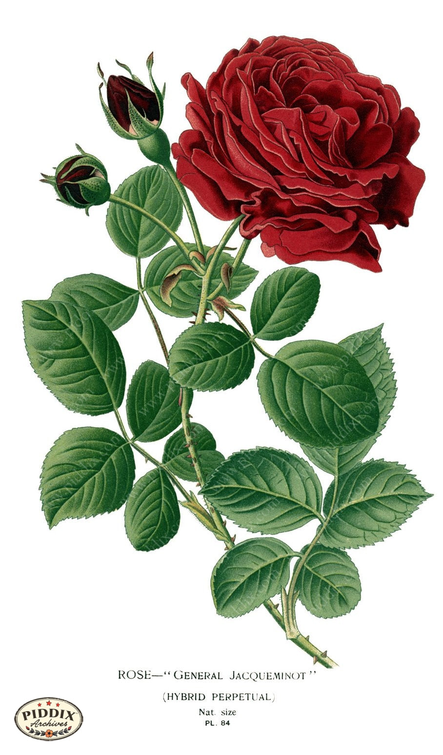 Flowers Pdxc3835 Color Illustration