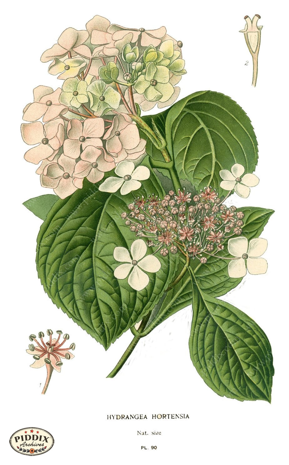 Flowers Pdxc3836 Color Illustration
