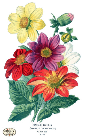 Flowers Pdxc3840 Color Illustration