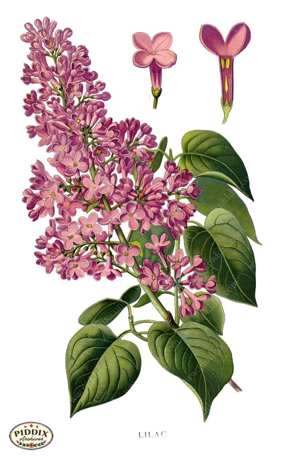 Flowers Pdxc3841 Color Illustration
