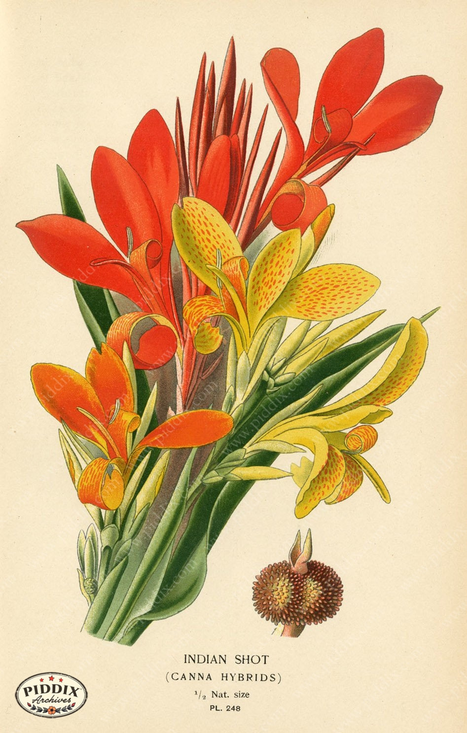 Flowers Pdxc3844 Color Illustration