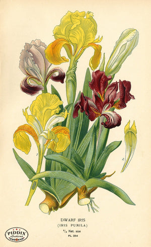 Flowers Pdxc3845 Color Illustration