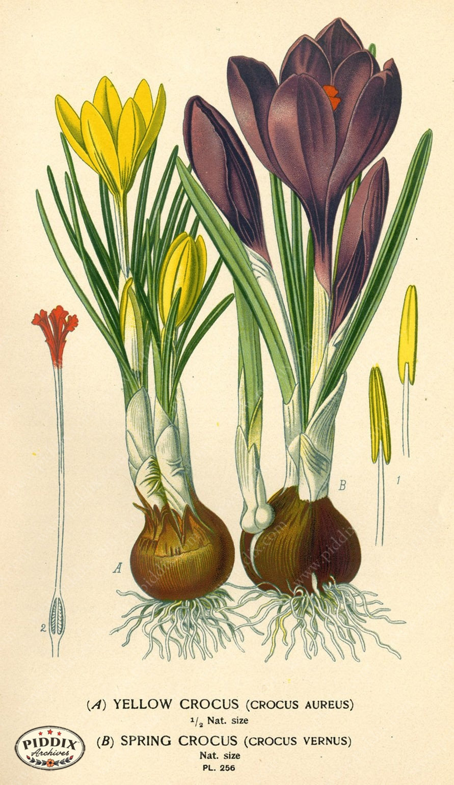 Flowers Pdxc3846 Color Illustration